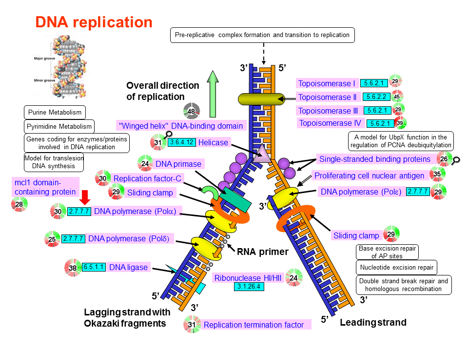 DNA Replication