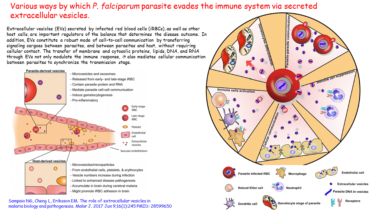 Various ways by which P. falciparum parasite evades the immune system via  secreted extracellular vesicles
