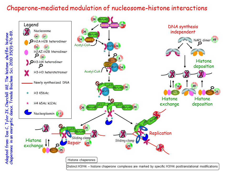 nucleoplasmin