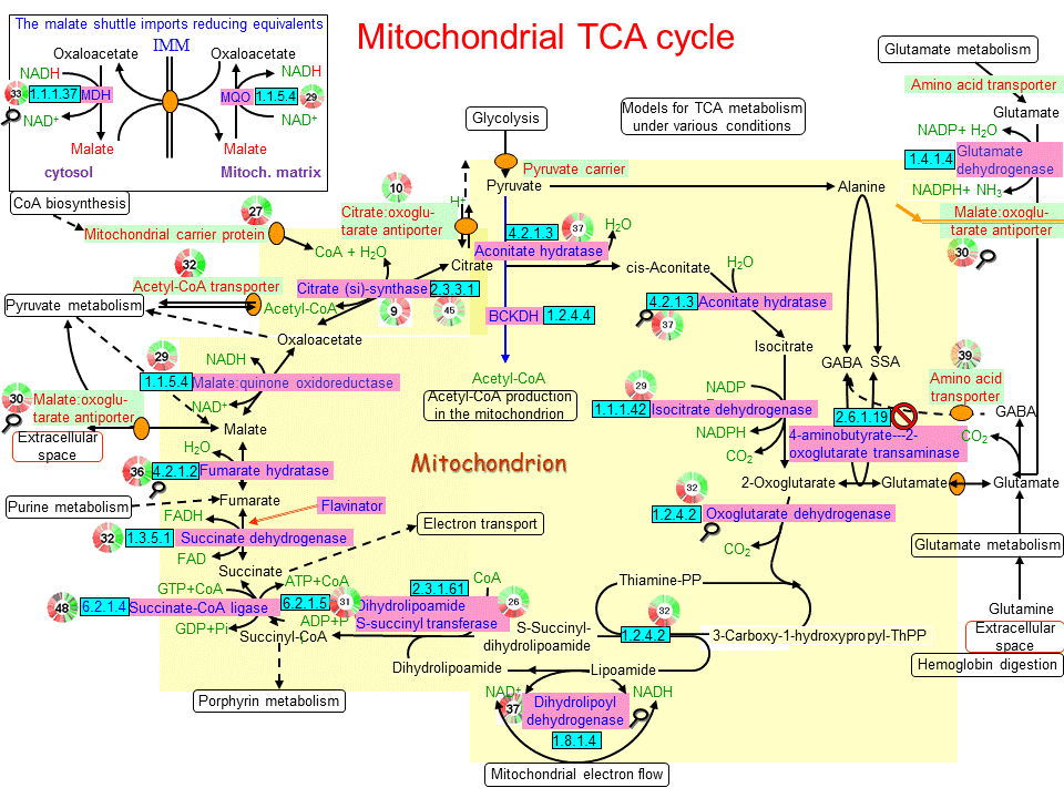 Online articles related to Mitochondrial TCA cycle retrieved from PubMed.