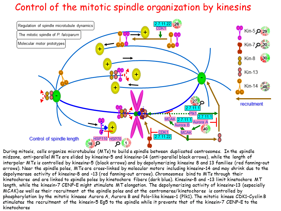 mitotic spindle definition