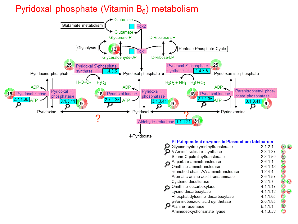 Pyridoxal phosphate (Vitamin B6) metabolism